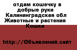 отдам кошечку в добрые руки - Калининградская обл. Животные и растения » Кошки   